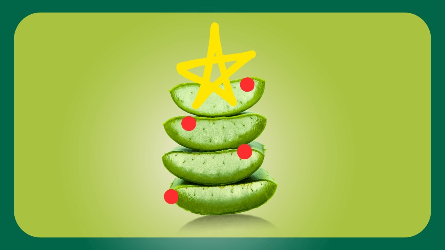 Aloe vera Christmas's three